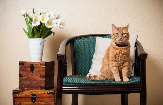 Gato interior de la casa