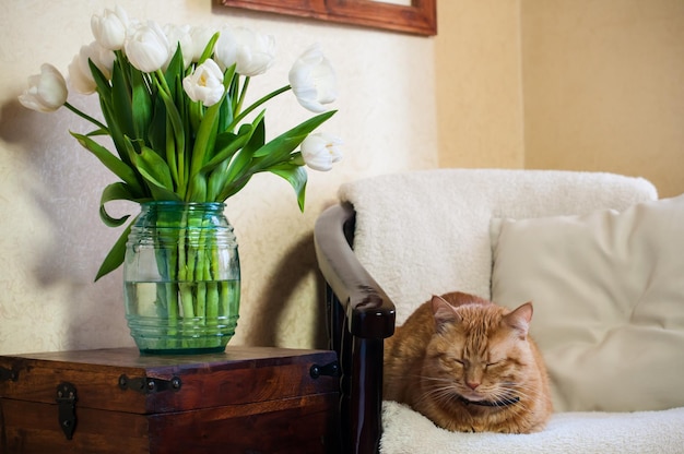 Gato interior de la casa