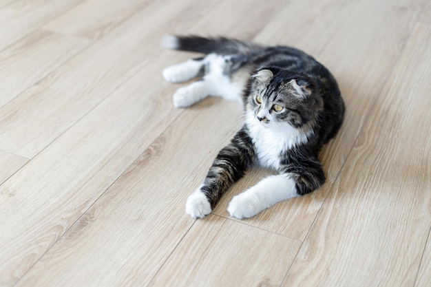 Un gato inusual yace en un piso de madera y mira a un lado con interés.