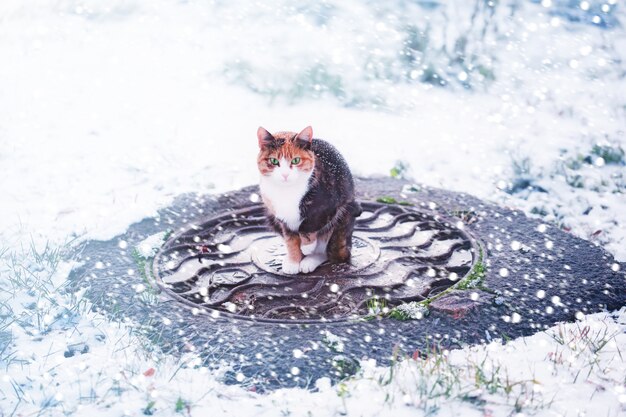 Gato bajo un invierno nevado