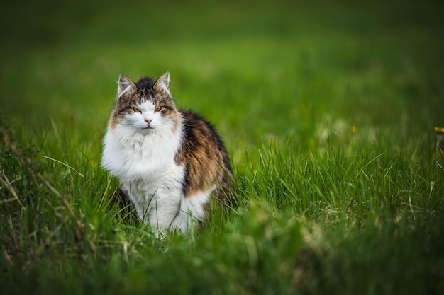 Gato irritado da floresta norueguesa sentado na grama verde