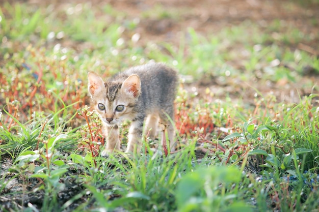 un gato en el jardín es tan lindo