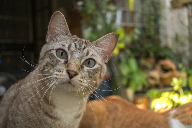 El gato en el jardín está mirando hacia arriba.