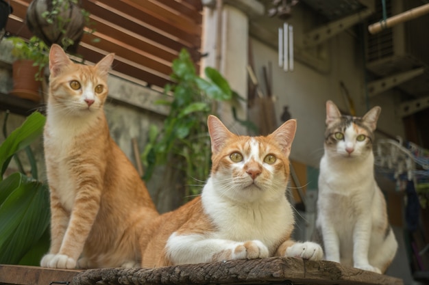 El gato en el jardín está mirando hacia arriba.