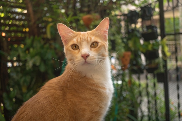 El gato en el jardín está mirando hacia arriba.