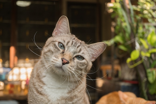 El gato en el jardín está mirando hacia arriba.