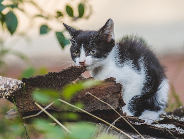 Gato en el jardín de verano Gato en la hierba en el jardín Gato descansando en la hierba de primavera