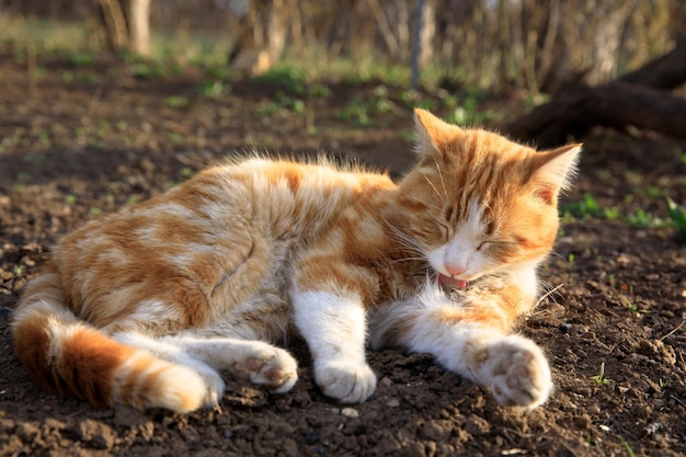 gato en jardin