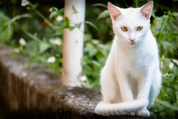 gato en el jardín