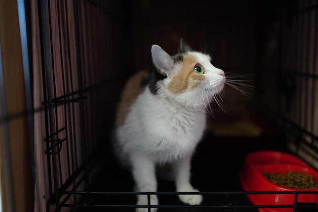 Un gato en una jaula mira hacia la cámara.