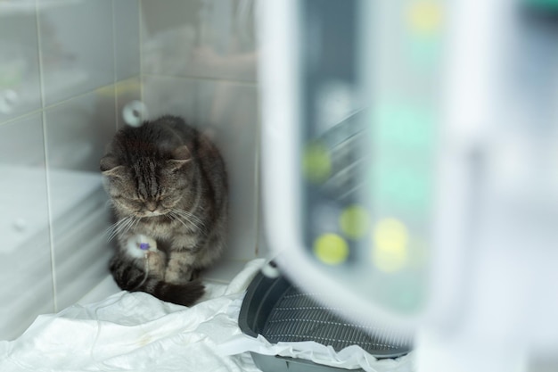 Gato en la jaula de la UCI en la clínica veterinaria de animales en el goteo