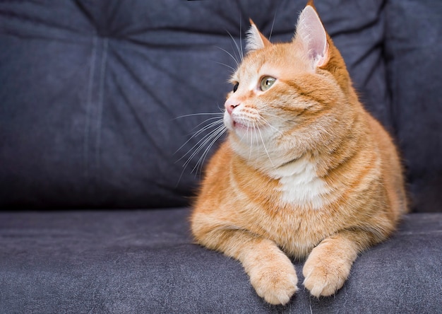 Gato jengibre acostado en el sofá mirando hacia el lado