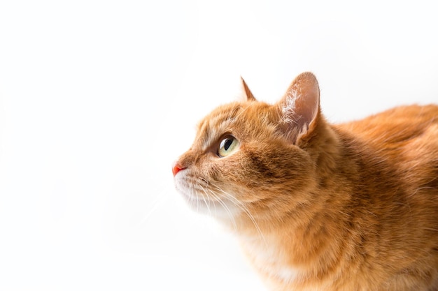 Gato jengibre aislado sobre fondo blanco, primer plano, espacio de copia