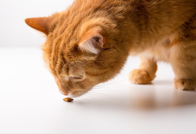 Gato jengibre aislado sobre fondo blanco, primer plano