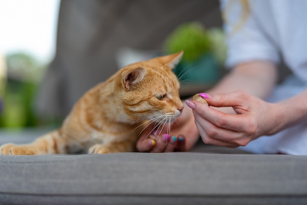 El gato jengibre busca una mano femenina para un trozo de comida, el gato yace sobre un cojín de muebles de jardín