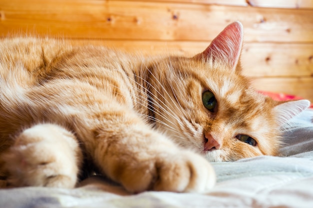 Gato jengibre en la cama con una manta