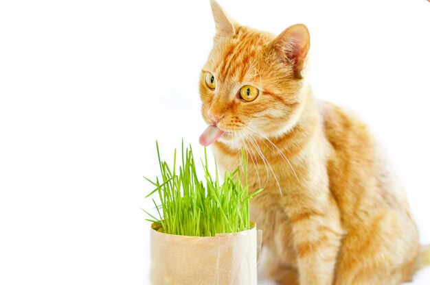 El gato del jengibre come la hierba en un fondo blanco aislado