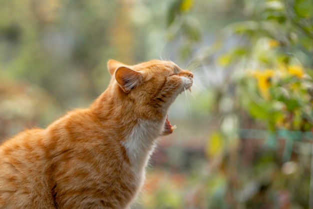 el gato jengibre descansa en un día soleado en el jardín