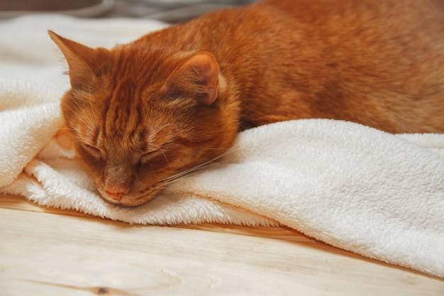 Gato de jengibre dulce durmiendo en una manta mullida