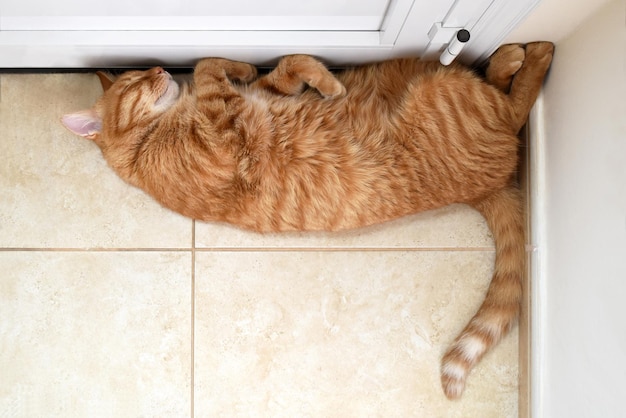 Gato jengibre durmiendo en el suelo en casa