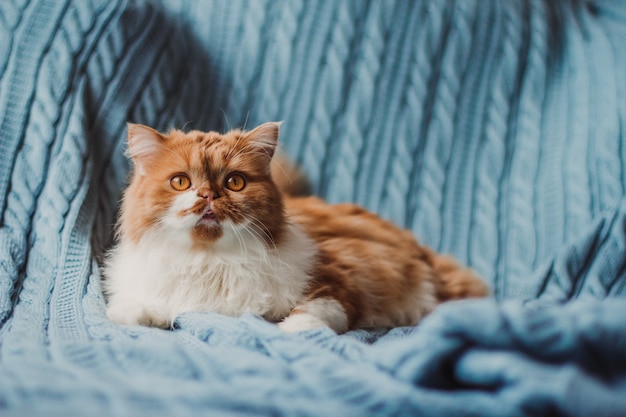 Foto un gato de jengibre esponjoso se sienta en una tela escocesa de punto azul.