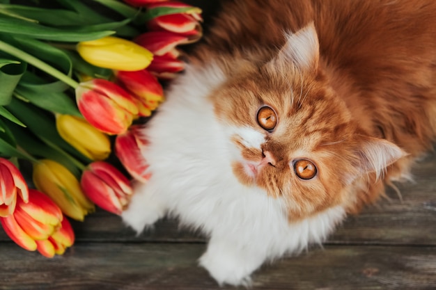 Gato jengibre esponjoso sobre un fondo de tulipanes rojos y amarillos.