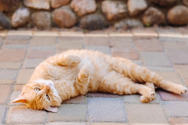 Un gato jengibre está acostado boca arriba al aire libre y disfruta de un día soleado de verano