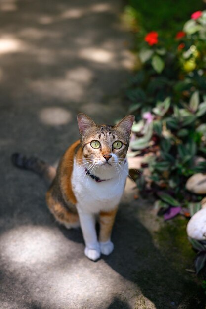 Foto gato jengibre feliz sentado al aire libre