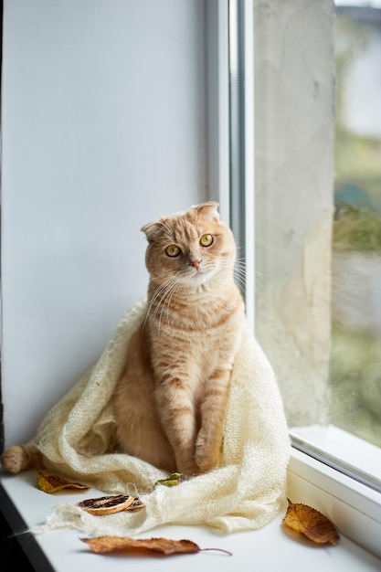 Gato de jengibre fold escocés acostado en el alféizar de la ventana en casa