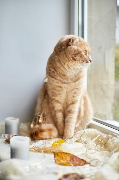 Gato de jengibre fold escocés acostado en el alféizar de la ventana en casa