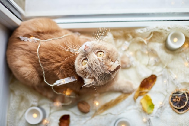 Gato de jengibre fold escocés acostado en el alféizar de la ventana en casa