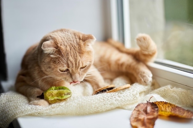 Gato de jengibre fold escocés acostado en el alféizar de la ventana en casa