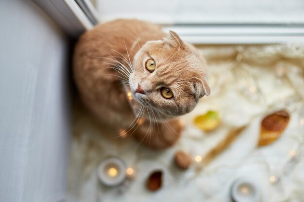 Gato de jengibre fold escocés acostado en el alféizar de la ventana en casa