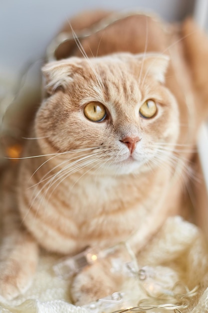 Gato de jengibre fold escocés acostado en el alféizar de la ventana en casa