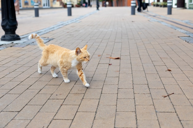 Gato jengibre sin hogar corre a lo largo de la acera. vida de las mascotas en el medio urbano.