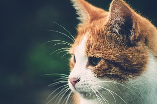 Gato jengibre jugando en el jardín Gato sobre hierba seca Foto al aire libre de mascotas