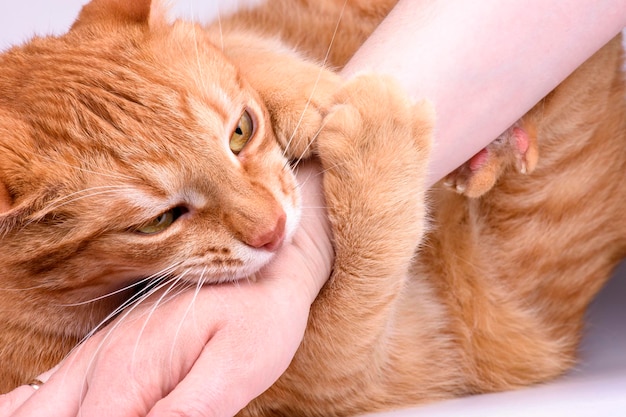 El gato jengibre muerde la mano de cerca