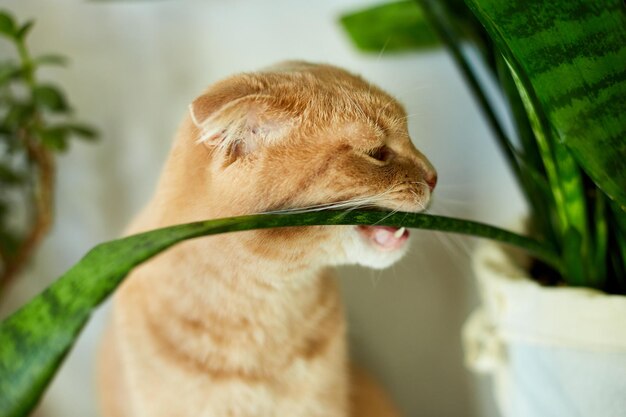 Gato jengibre sentado cerca de una casa en maceta verde plantas macetas en casa Cultivo de plantas de interior hermoso animal amor mascotasxA