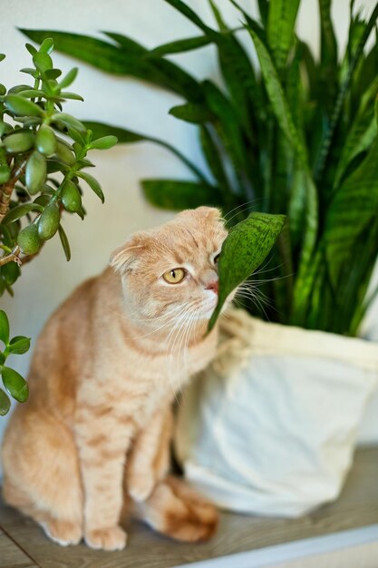 Gato jengibre sentado cerca de una maceta verde plantando macetas en casa