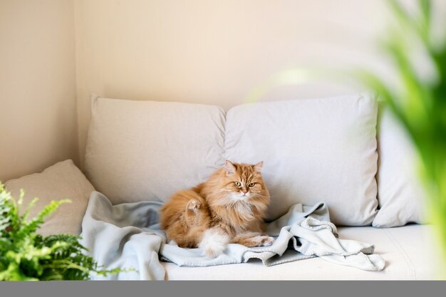 Gato jengibre sentado en el sofá en casa