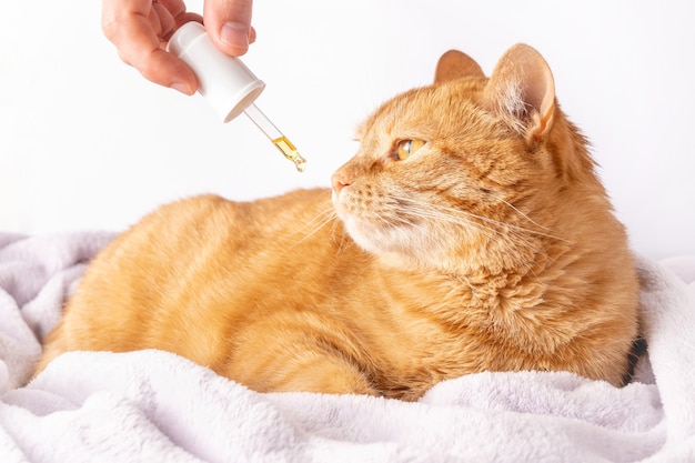 El gato jengibre triste está oliendo un gotero con aceite de CBD o cáñamo medicinal