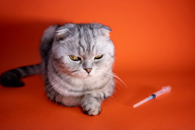 Gato y jeringa médica en pared naranja