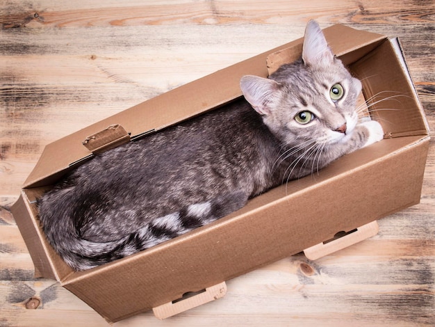 Gato jovem bonito com olhos verdes senta-se em uma caixa estreita e calmamente olha para cima em um fundo de madeira