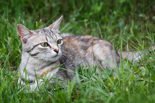 Gato jovem brincando na grama verde no parque.