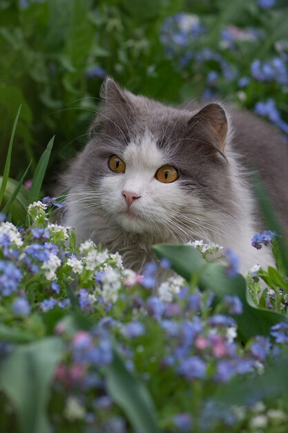 Gato jovem caminhando e curtindo um lindo jardim