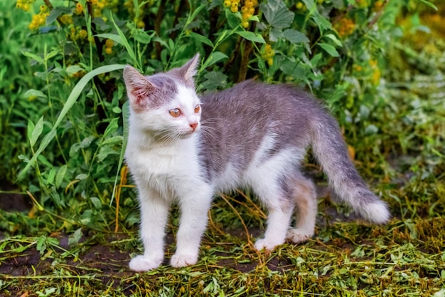 Gato jovem com pêlo branco e cinza no jardim na grama cortada