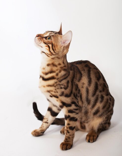 Gato jovem de Bengala em fundo branco