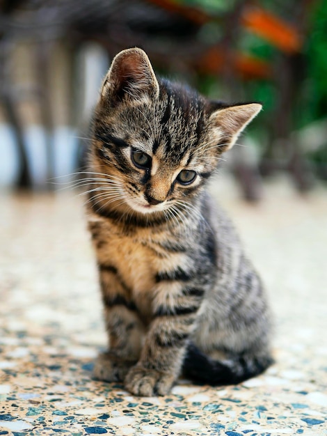 Foto gato jovem de raça mista