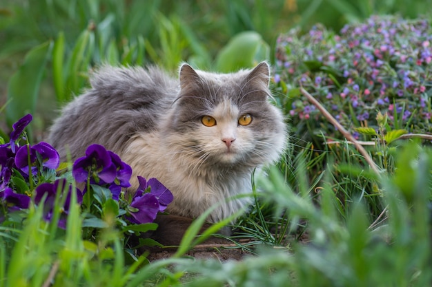 Gato jovem feliz ao ar livre entre flores. Liberdade do animal de estimação e curtindo o conceito de natureza.