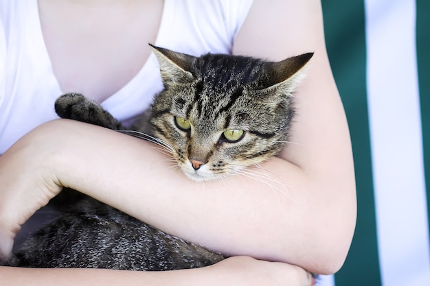 Gato jovem listrado sentado nas mãos do proprietário.